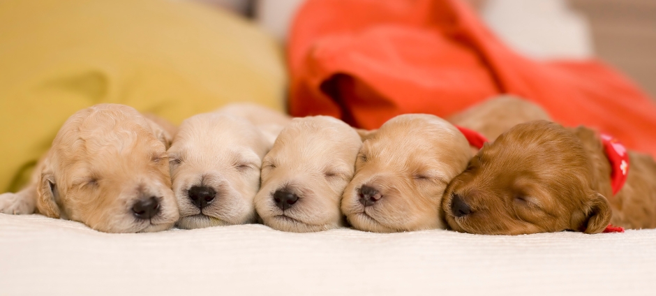 puppies
