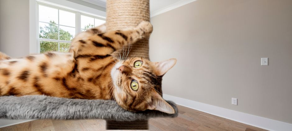 Dlaczego koty drapią meble? Skuteczne sposoby, by temu zapobiec