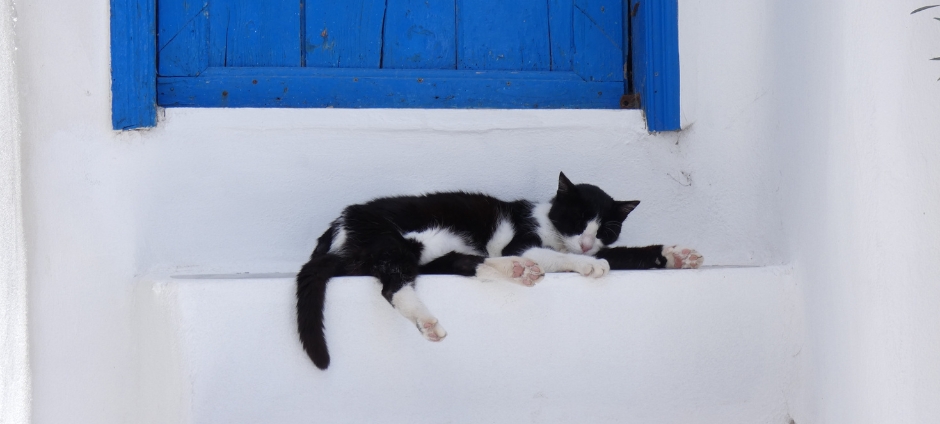 How to Keep Your Cat Cool in Hot Weather – Proven Tips!