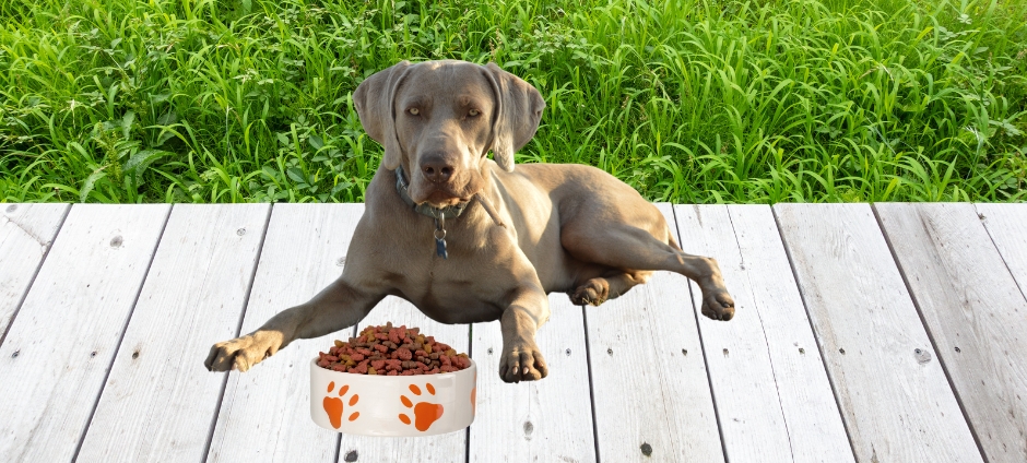 How Much Should a Large Dog Eat? Find the Right Portion!