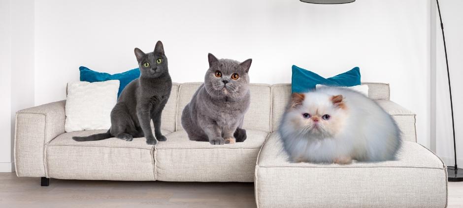 The World’s Most Expensive Cats – Which Breeds Cost the Most?