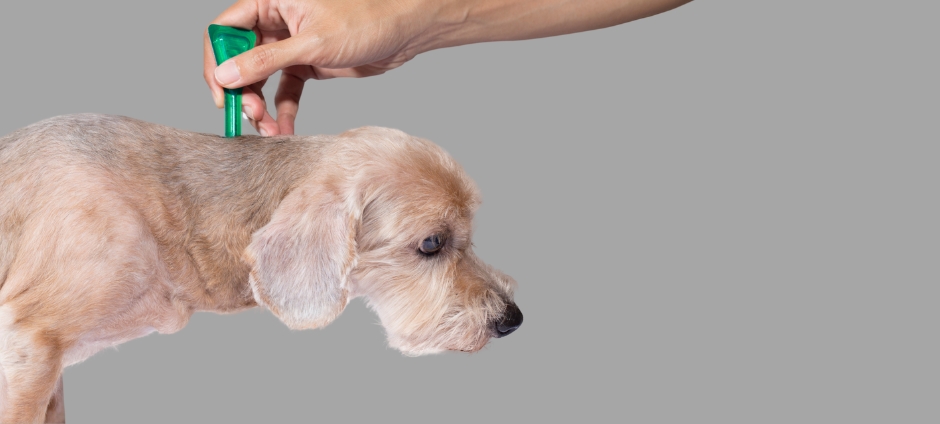 Ticks – Diseases, Diagnosis, and Treatment in Dogs and Cats