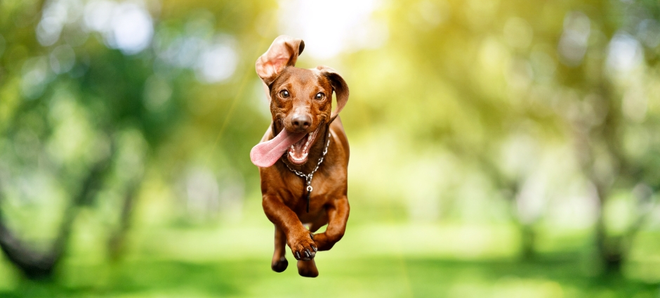 The 5F Strategy for Dogs – 5 Pillars of Your Dog’s Health and Happiness