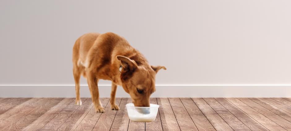Can Dogs Eat Dairy? Milk and Cheese in a Dog’s Diet