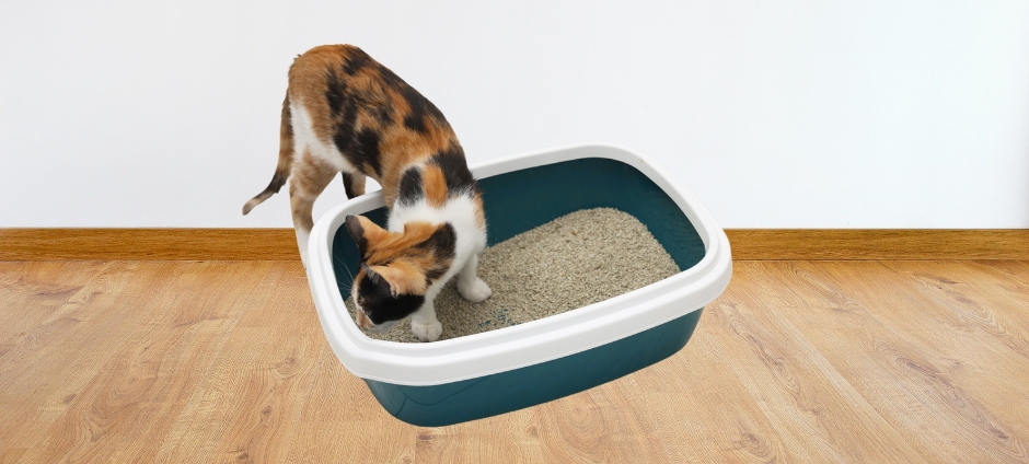 Photo inspiration: Litter Training For New Kitten Owners Reference: How To Litter Train Your Cat A Practical Guide For