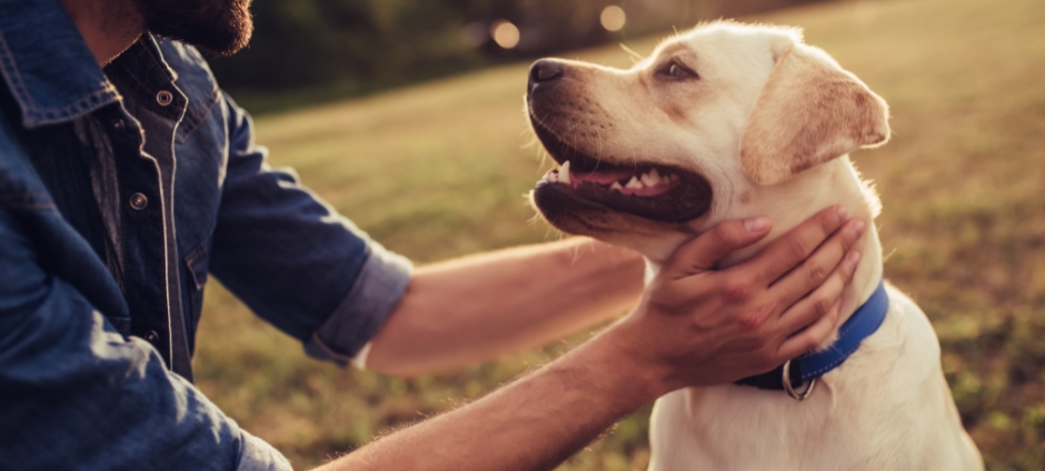 Pet parent burnout – jak rozpoznać i sobie z nim radzić?