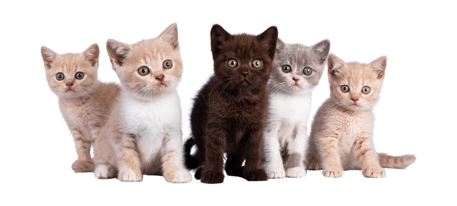 Imiona dla kotów – jak dopasować imię do wyglądu i charakteru swojego kota?