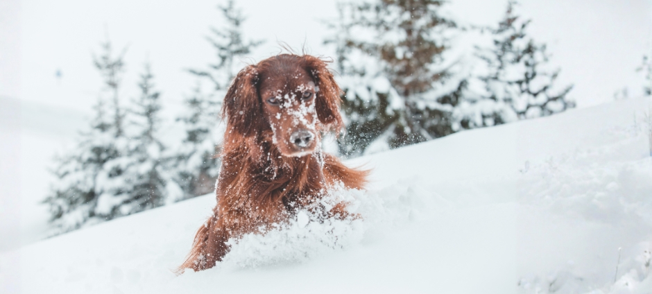 Jak przygotować psa do zimy? Praktyczny poradnik dla każdego opiekuna